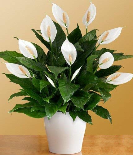 Peace Lily